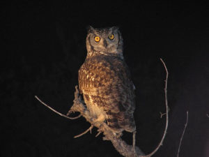 night-owl